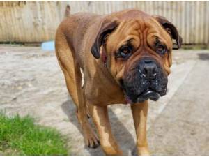 MILO - Bull Mastiff Photo