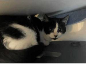 ROCKET - Domestic Shorthair
crossbreed Photo