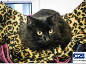 FLUFF - Domestic Longhair
crossbreed Photo