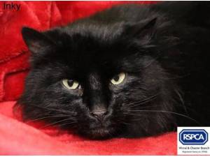 INKY - Domestic Longhair
crossbreed Photo