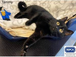 TAMMIE - Domestic Shorthair
crossbreed Photo