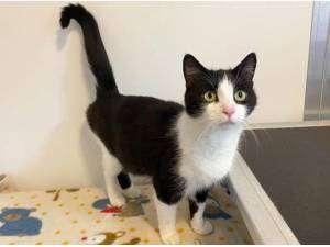 FILO AND TITCH - Domestic Shorthair
crossbreed Photo