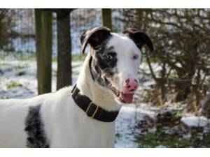 Captain - Male A Crossbreed Photo