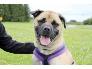 Charlie - Male Akita Photo