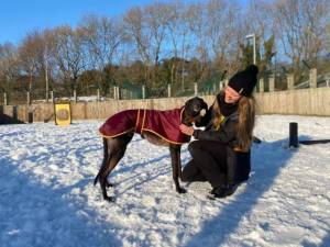 Diego - Male Greyhound Photo