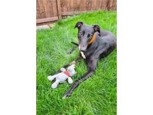 Dory - Female Greyhound Photo