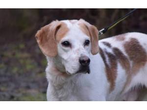 Earl - Male Foxhound Photo