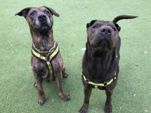 Ellie - Female Staffordshire Cross (SBT) Photo
