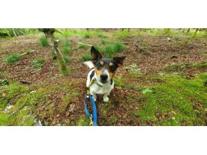 Fergus - Male Jack Russell Terrier (JRT) Photo
