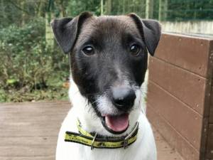 Jack - Male Terrier Cross Photo
