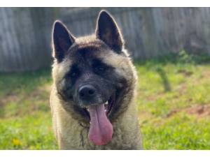 Juno - Female Akita Photo