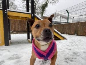 Kaylo - Female Staffordshire Bull Terrier (SBT) Photo