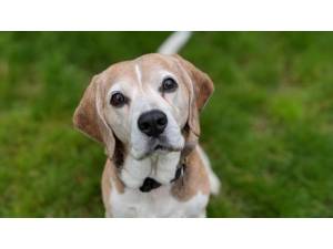 Lillie - Female Beagle Photo