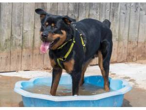 Rocco - Male Rottweiler Photo