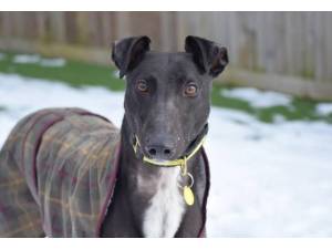 Soloman - Male Greyhound Photo