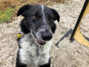 Spot - Male Border Collie Photo