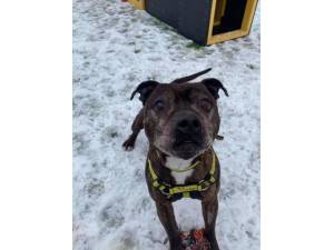 Tiger - Male Staffordshire Bull Terrier (SBT) Photo