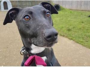 CORAL - Lurcher Photo