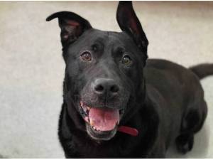 MAXY - Crossbreed/Unknown Photo