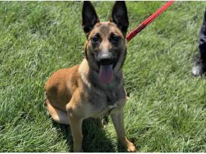ARIEL - Belgian Shepherd (Malinois) Photo