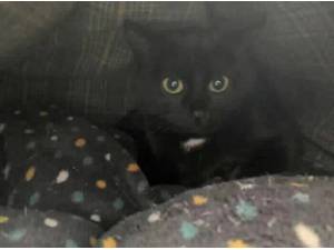 CALIPPO - Domestic Shorthair
crossbreed Photo