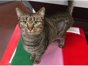ELOISE - Domestic Shorthair
crossbreed Photo