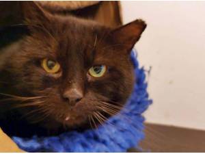 THUMPER - Domestic Shorthair
crossbreed Photo