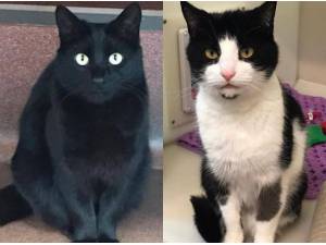 BONNIE CLYDE - Domestic Shorthair
crossbreed Photo