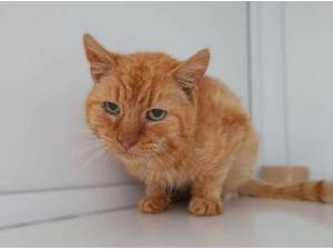 PYRO - Domestic Shorthair
crossbreed Photo