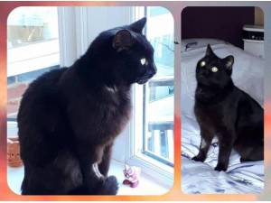 ZIGGY - Domestic Shorthair
crossbreed Photo