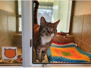 JASPER - Domestic Shorthair
crossbreed Photo