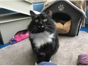 JOE - Domestic Longhair
crossbreed Photo