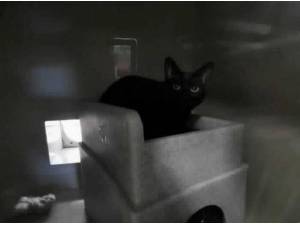 OGBONNA - Domestic Shorthair
crossbreed Photo
