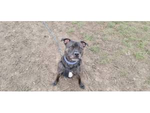 Prince Charming - male Staffordshire Bull Terrier Photo