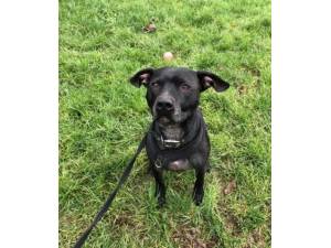 Mr Reg - Male Staffordshire Bull Terrier Cross Photo