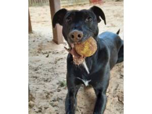 Barney - Male Lurcher Photo