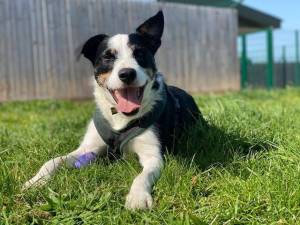 Bobby - Male Collie Cross (Border) Photo