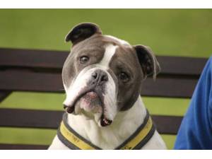 Bodhi - Male Bulldog: English Photo