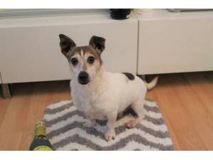 Cashew - Male Jack Russell Terrier (JRT) Photo