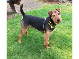 Cuin - Male Terrier: Lakeland Photo