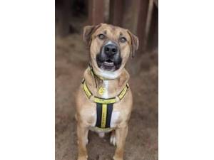 Enzo - Male A Crossbreed Photo