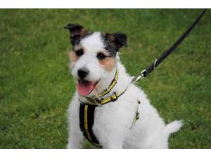 Fidget - Male Terrier Cross Photo