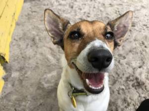 Joey - Male Jack Russell Terrier (JRT) Photo
