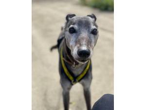 June - Female Lurcher Photo