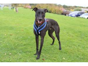 Lyle - Male Lurcher Photo