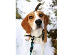 Mocha - Female Beagle Photo
