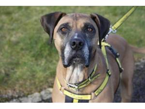 Poppy - Female A Crossbreed Photo