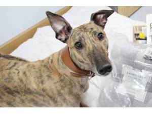 Rumba - Male Greyhound Photo