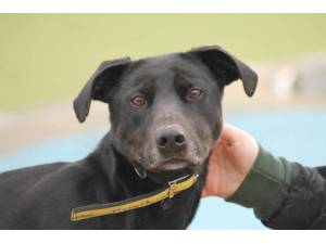 Shadow - Female A Crossbreed Photo