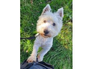 Sid - Male West Highland White Terrier Photo